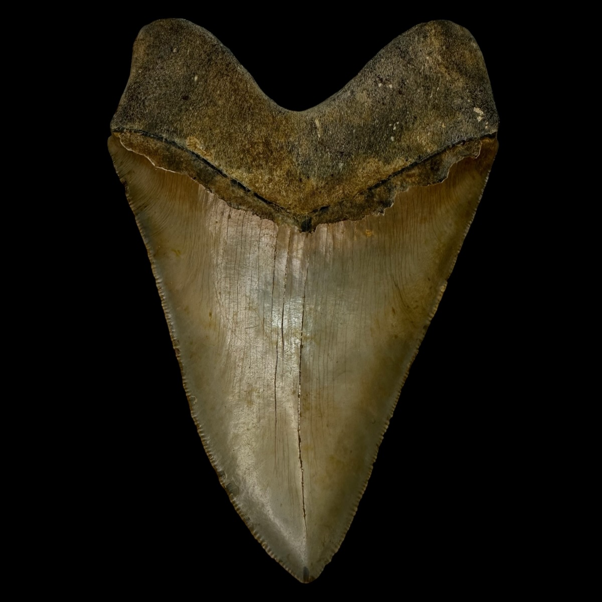 5.65" Serrated Megalodon Tooth Fossil - Image 2
