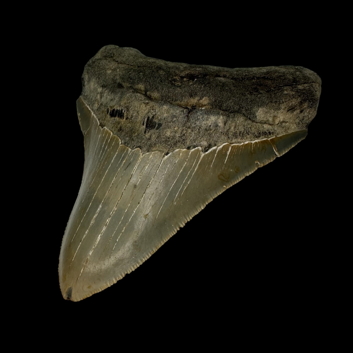 4.12" Serrated Megalodon Tooth Fossil - Image 3