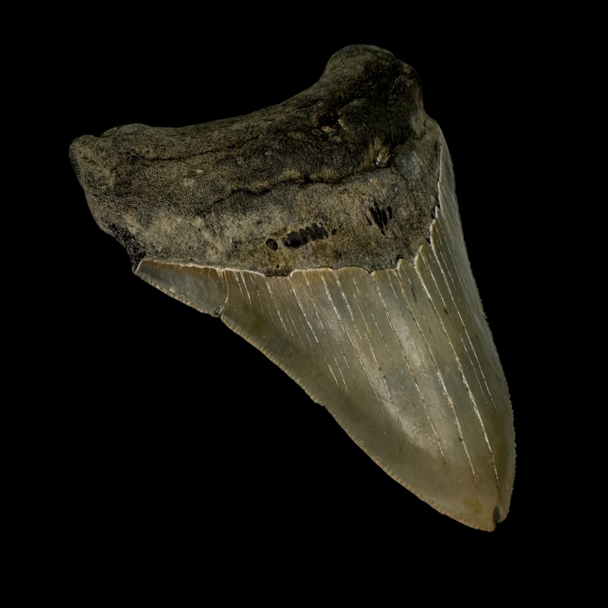 4.12" Serrated Megalodon Tooth Fossil - Image 4