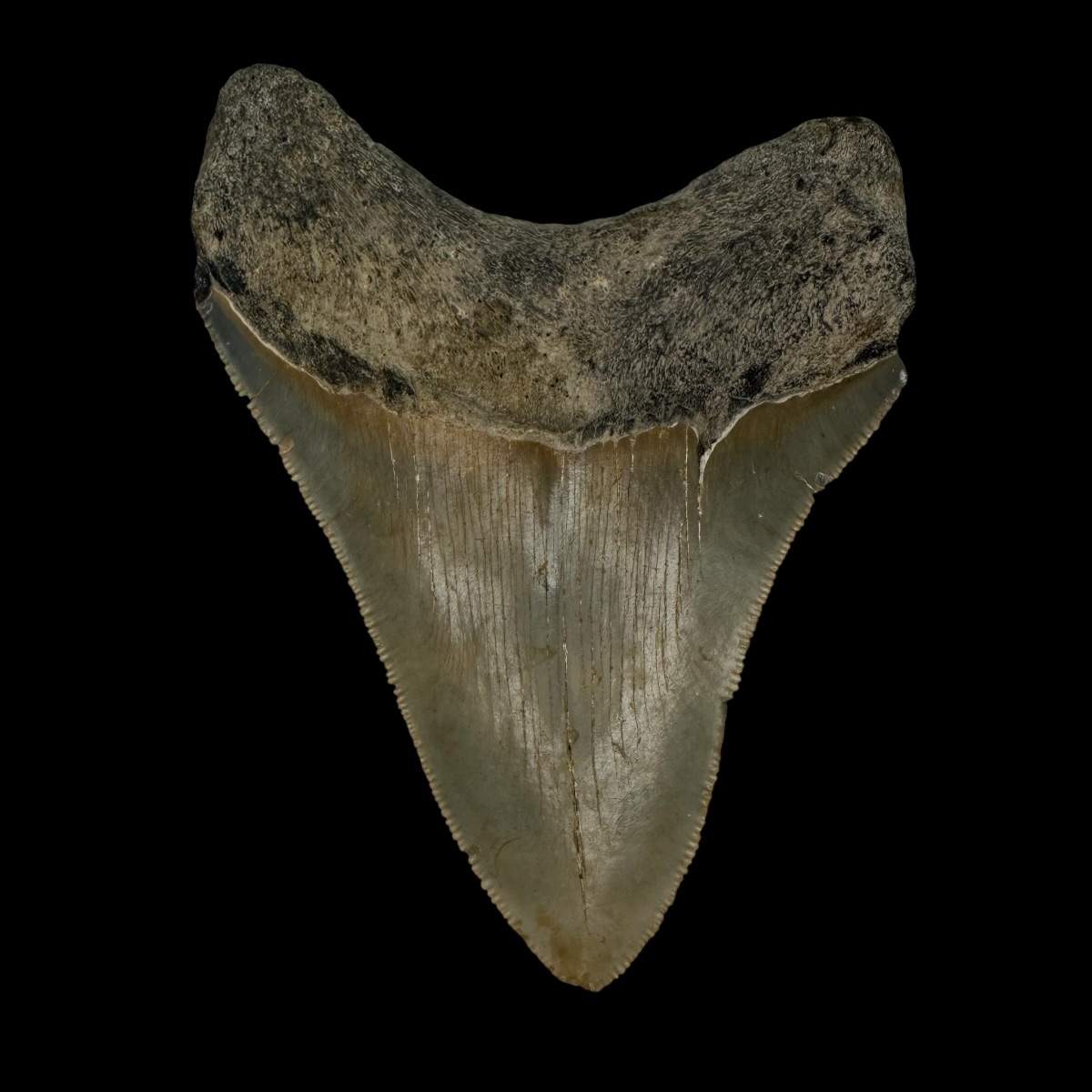 4.12" Serrated Megalodon Tooth Fossil - Image 2