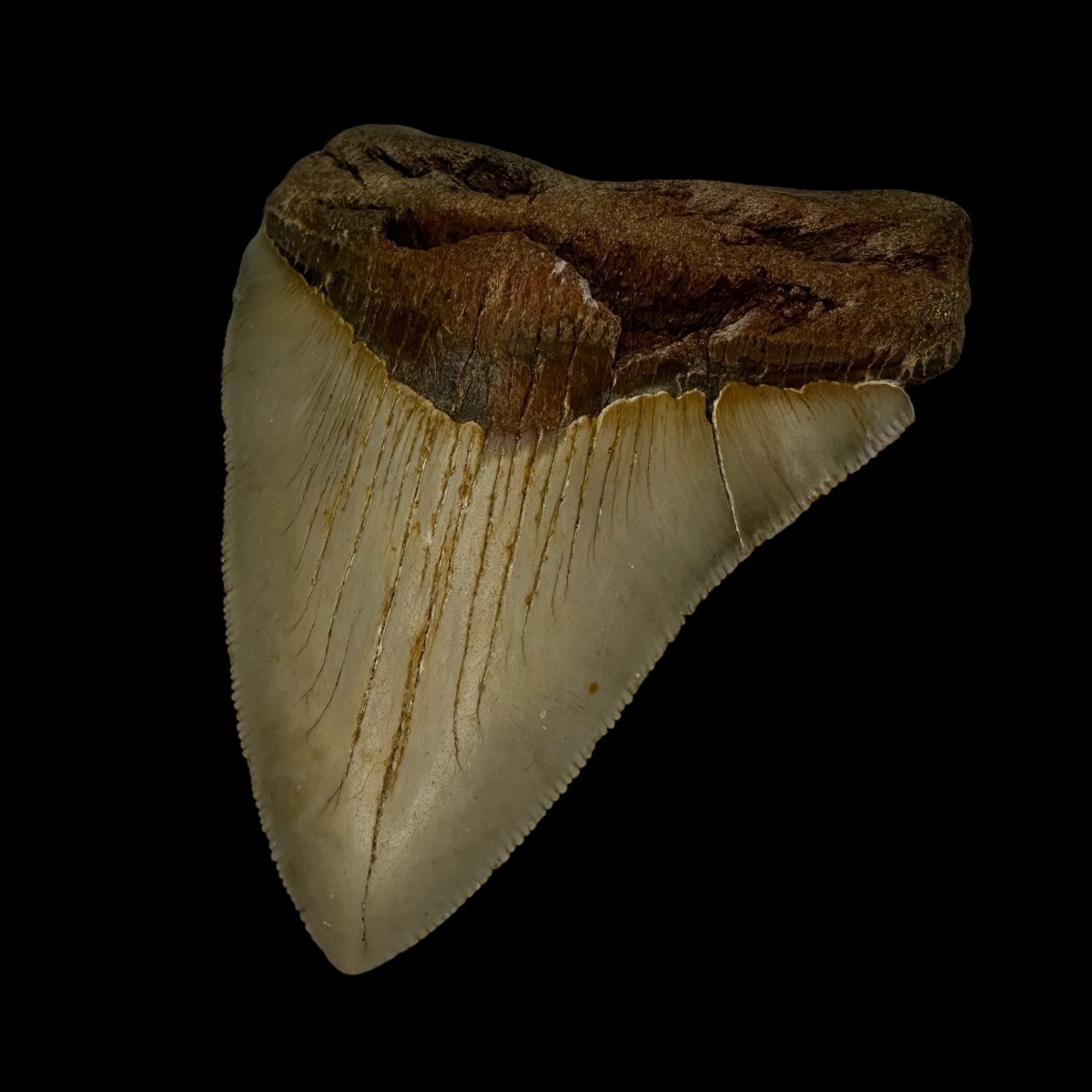 4.40" Serrated Megalodon Tooth Fossil - Image 3
