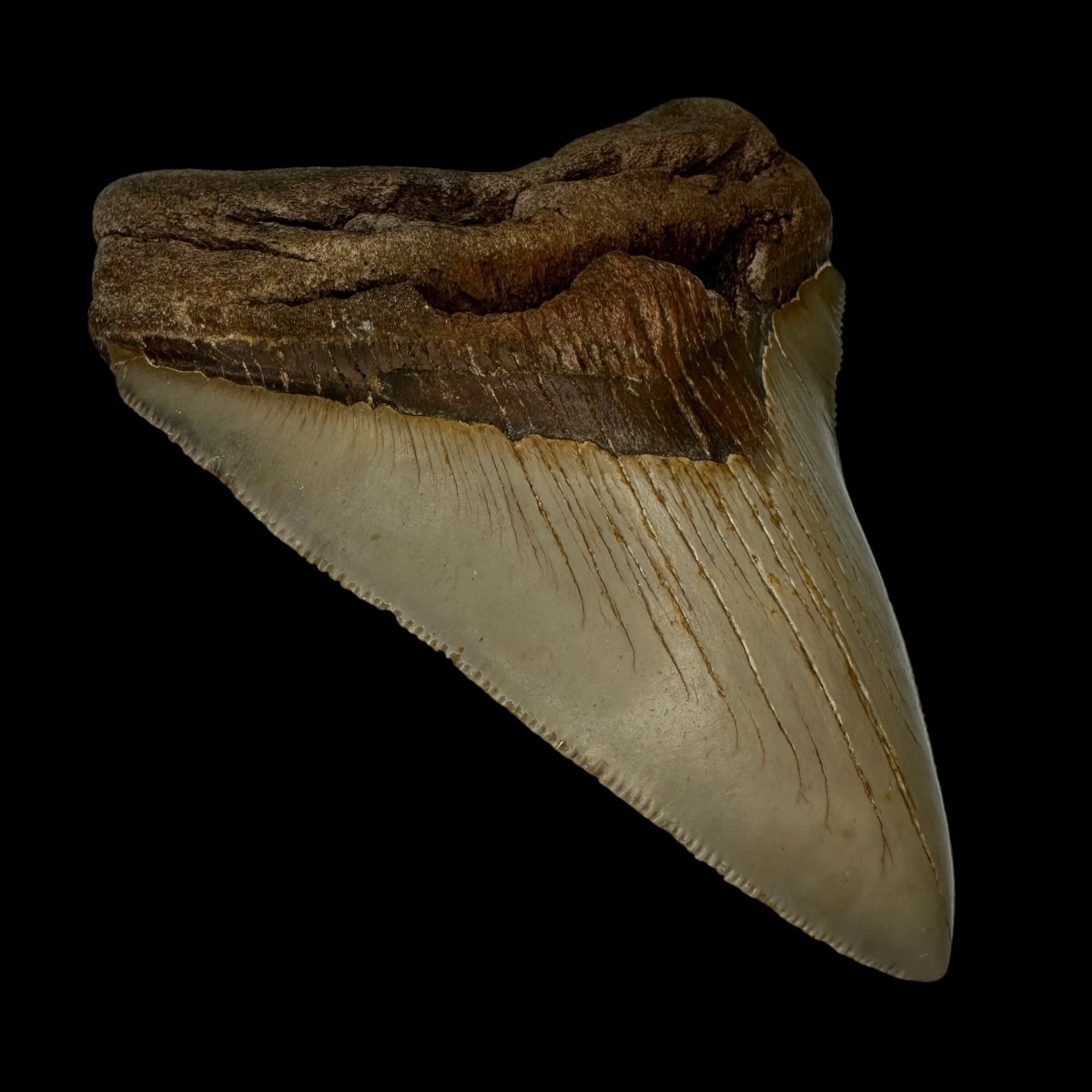 4.40" Serrated Megalodon Tooth Fossil - Image 4