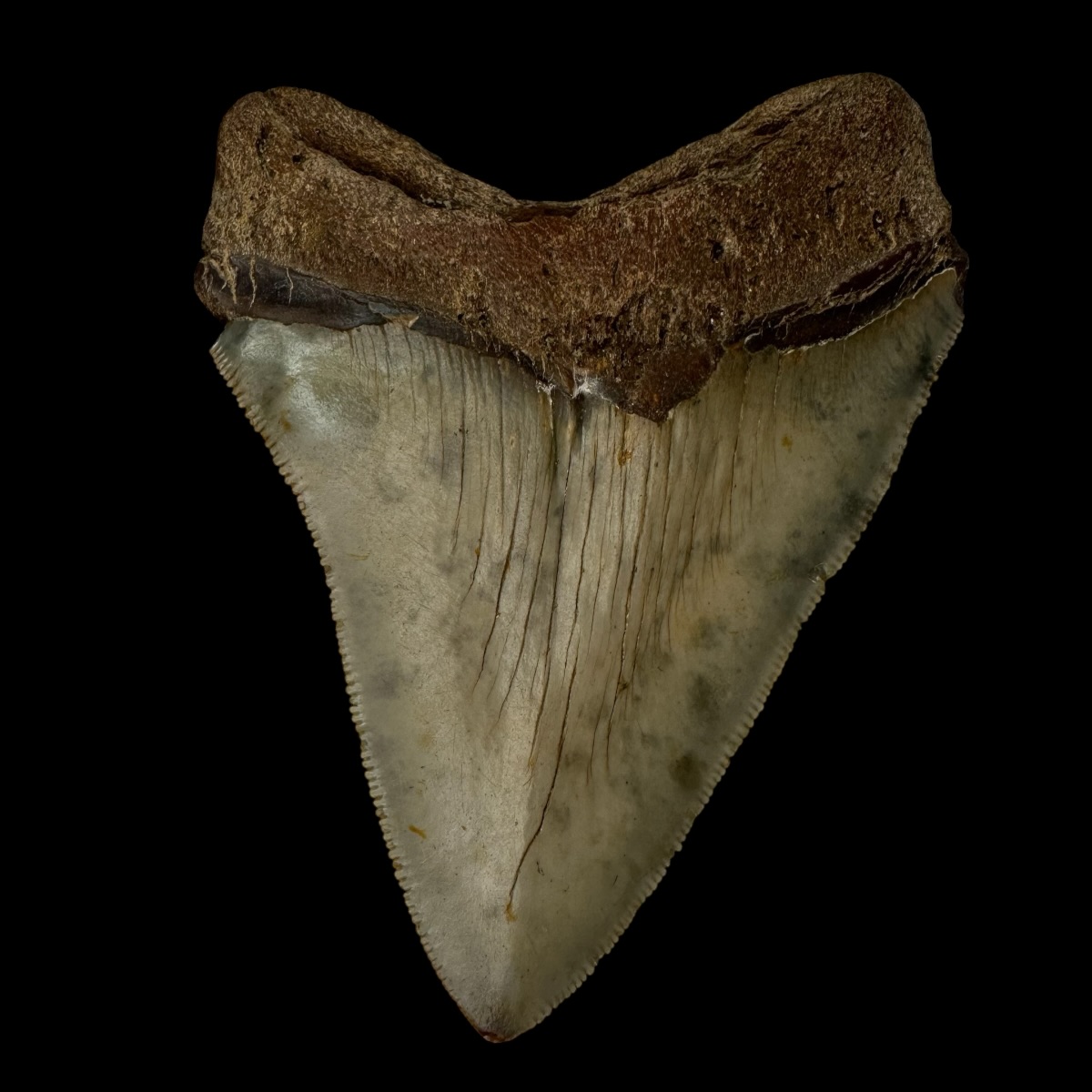 4.40" Serrated Megalodon Tooth Fossil - Image 2