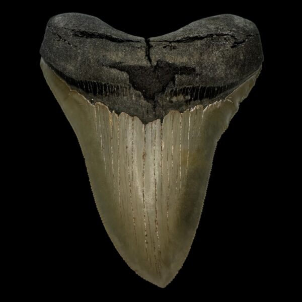 4.68" Serrated Megalodon Tooth Fossil