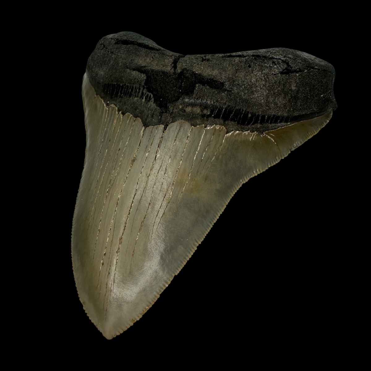 4.68" Serrated Megalodon Tooth Fossil - Image 3