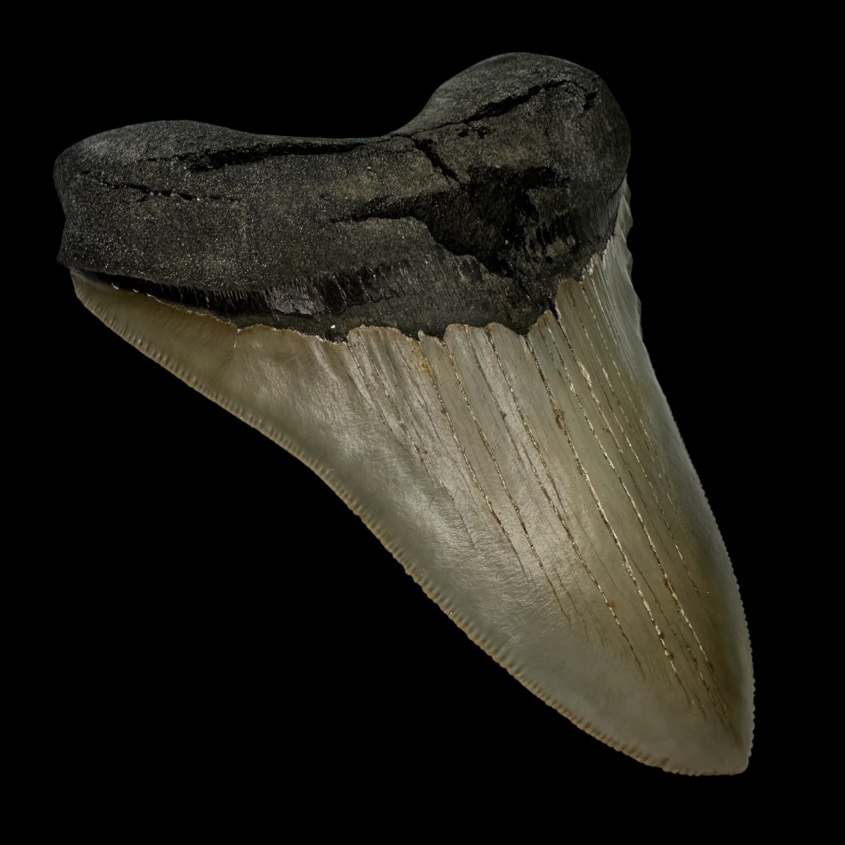 4.68" Serrated Megalodon Tooth Fossil - Image 4