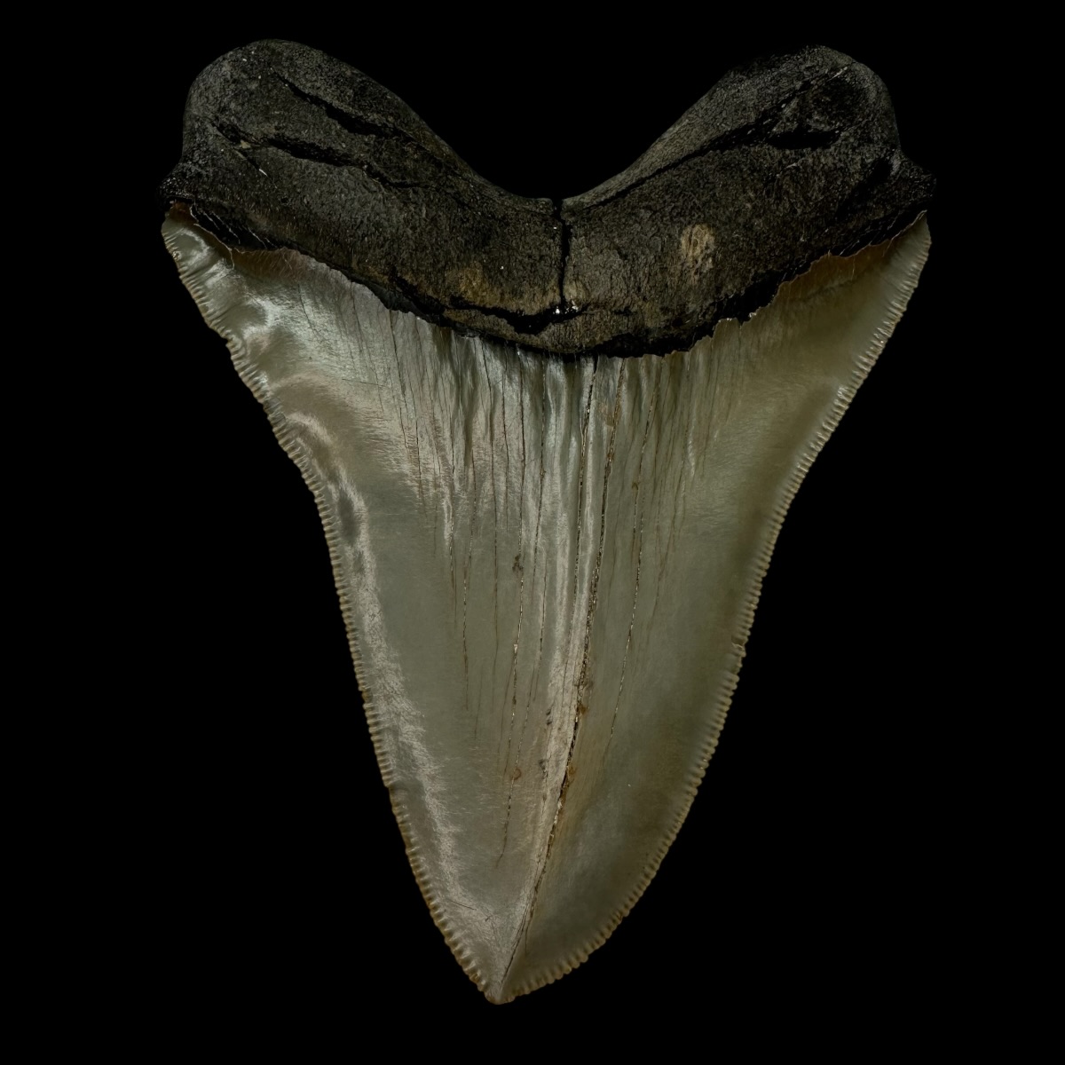 4.68" Serrated Megalodon Tooth Fossil - Image 2