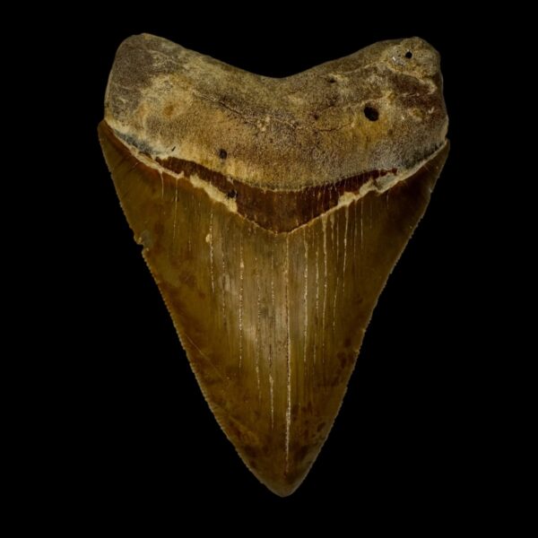 3.78" Serrated Megalodon Tooth Fossil