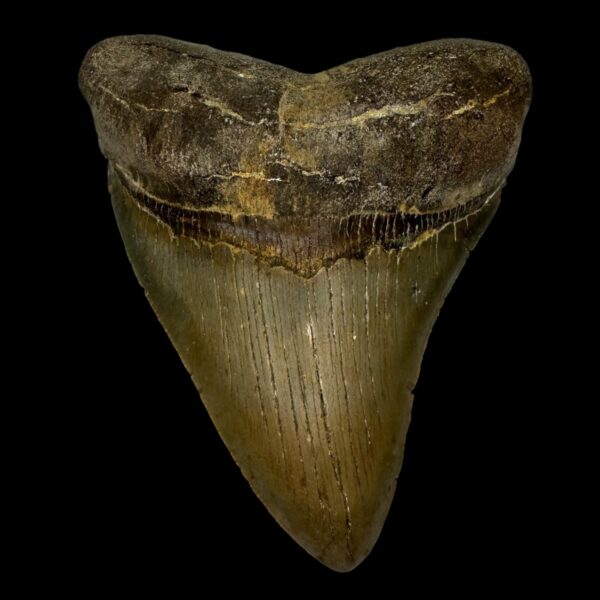 4.49" Serrated Megalodon Tooth Fossil