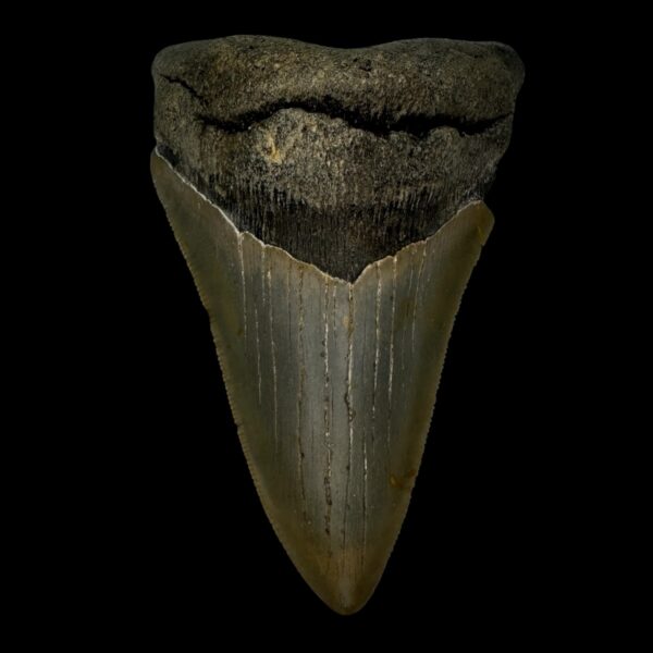 4.34" Megalodon Tooth Fossil