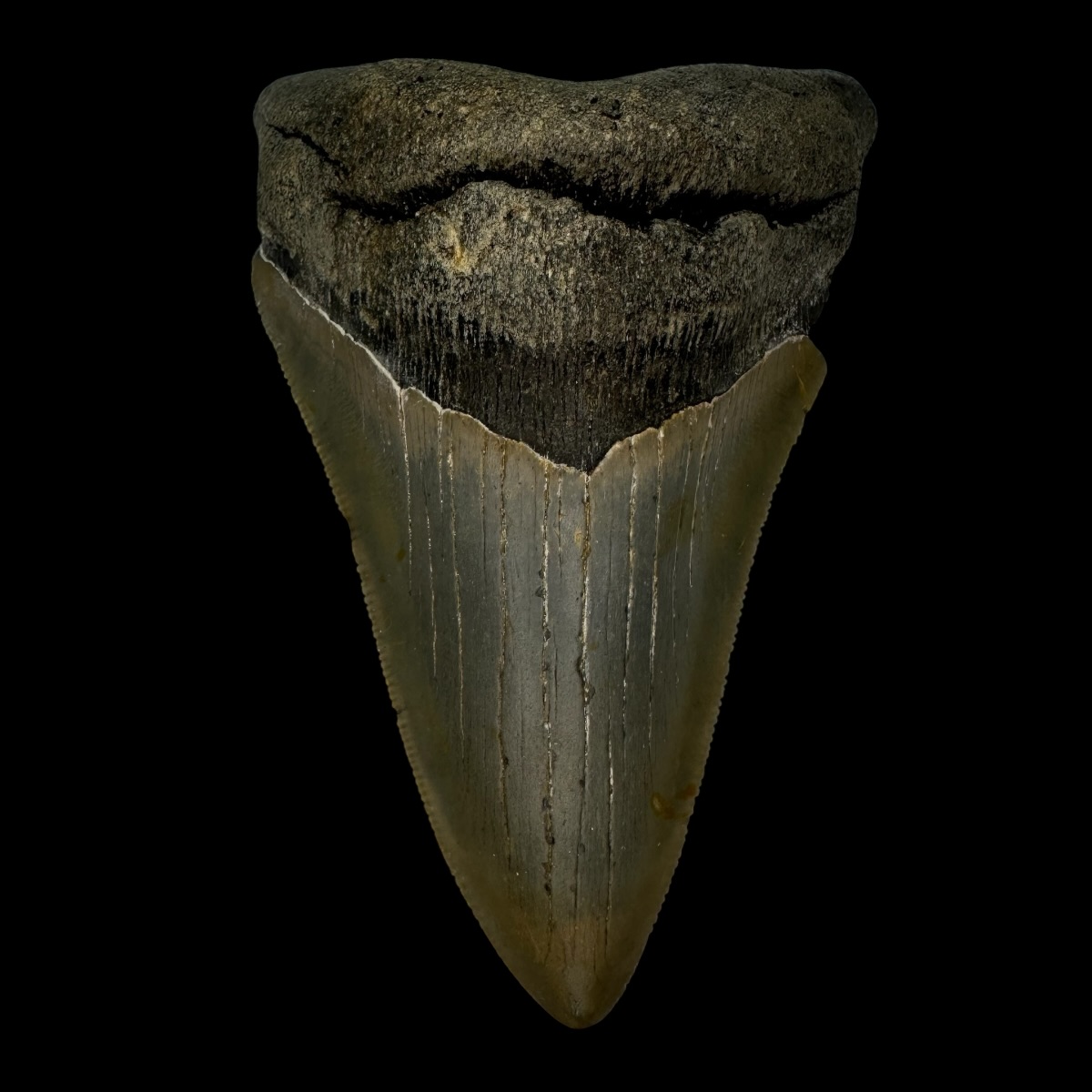 4.34" Megalodon Tooth Fossil