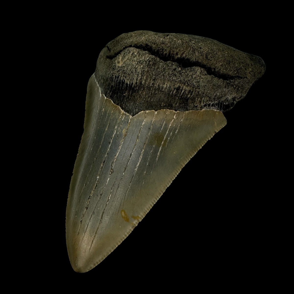4.34" Megalodon Tooth Fossil - Image 3