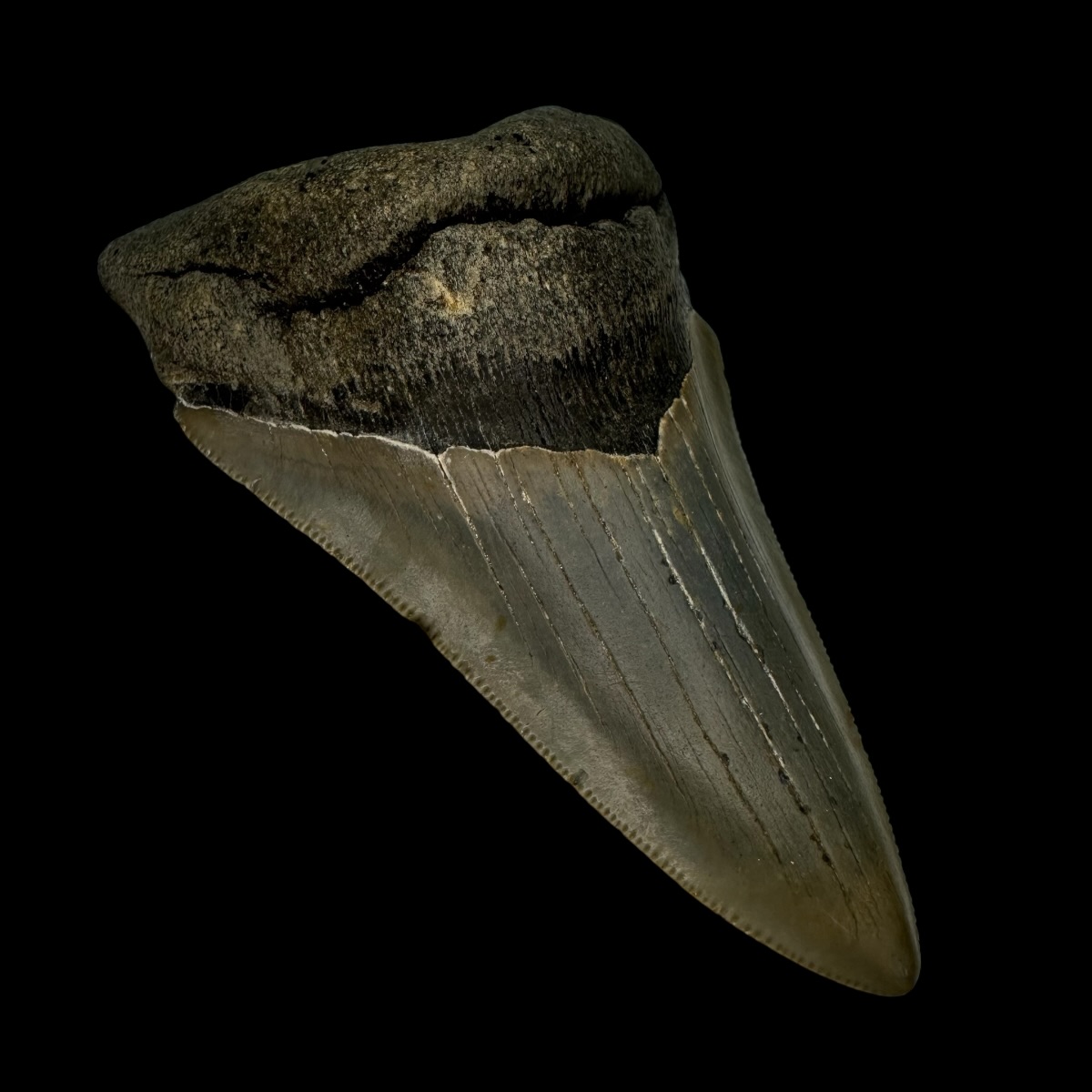 4.34" Megalodon Tooth Fossil - Image 4