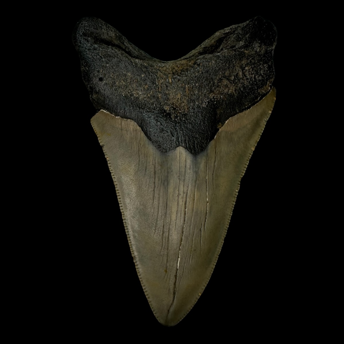 4.34" Megalodon Tooth Fossil - Image 2