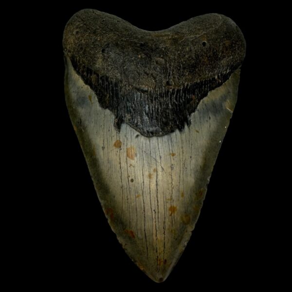 5.77" Megalodon Tooth Fossil