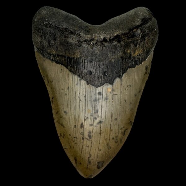 5.81" Megalodon Tooth Fossil