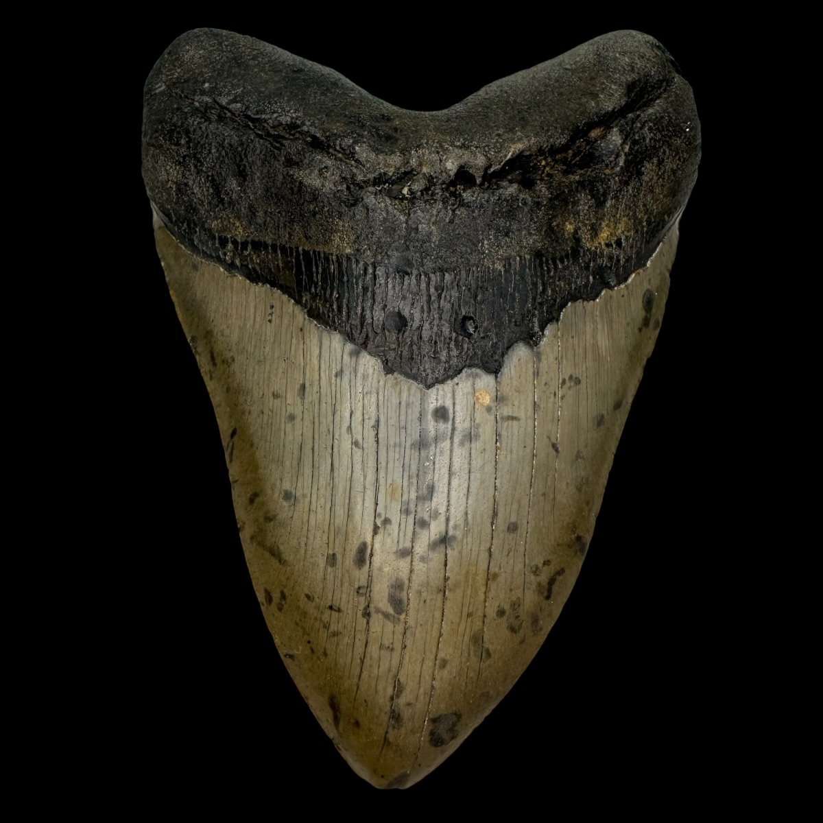 5.81" Megalodon Tooth Fossil