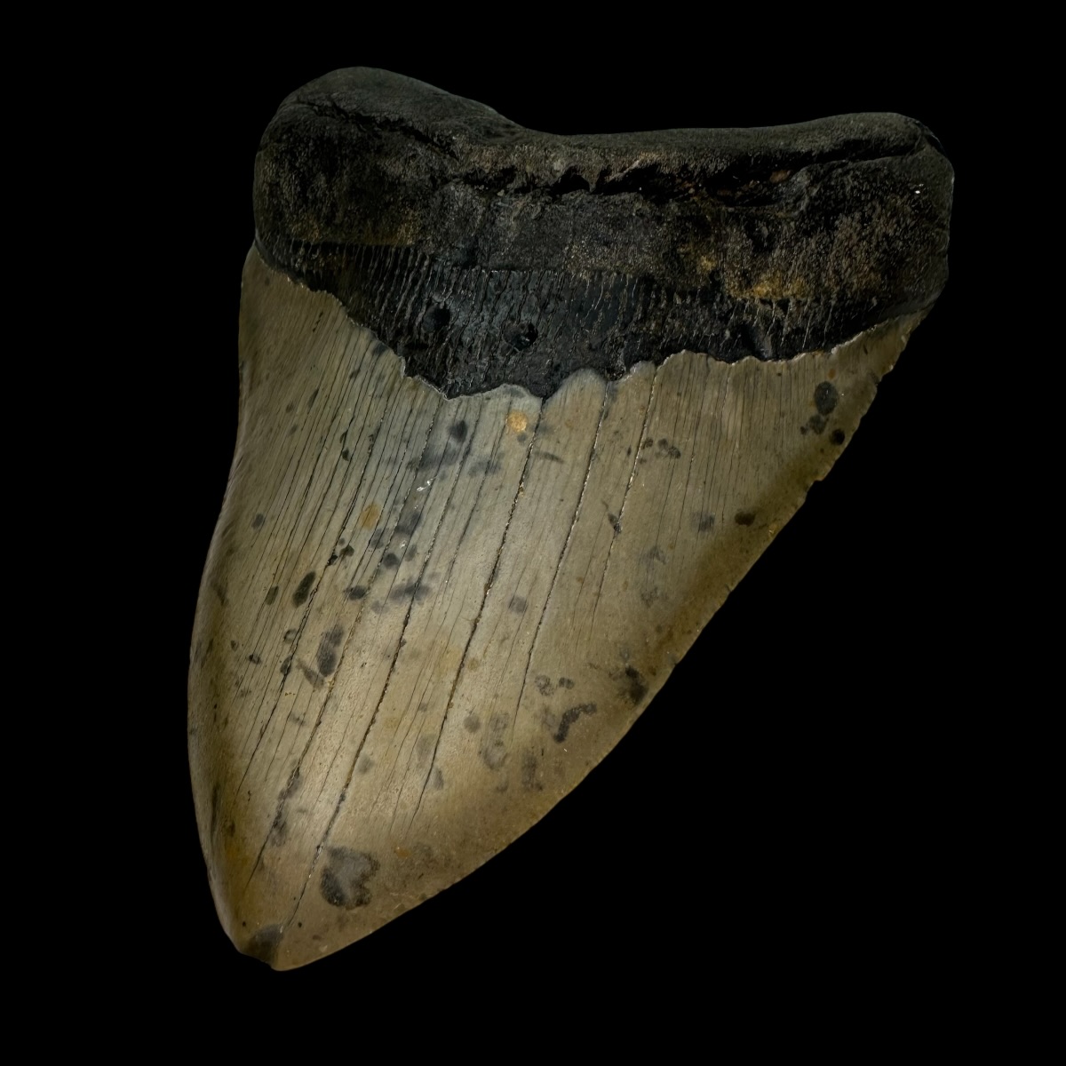 5.81" Megalodon Tooth Fossil - Image 3