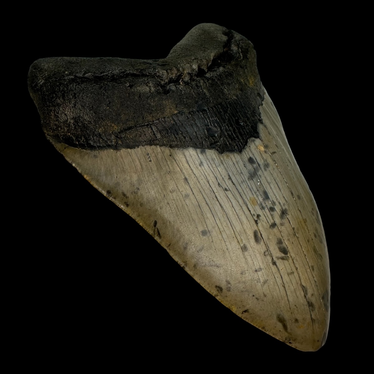 5.81" Megalodon Tooth Fossil - Image 4