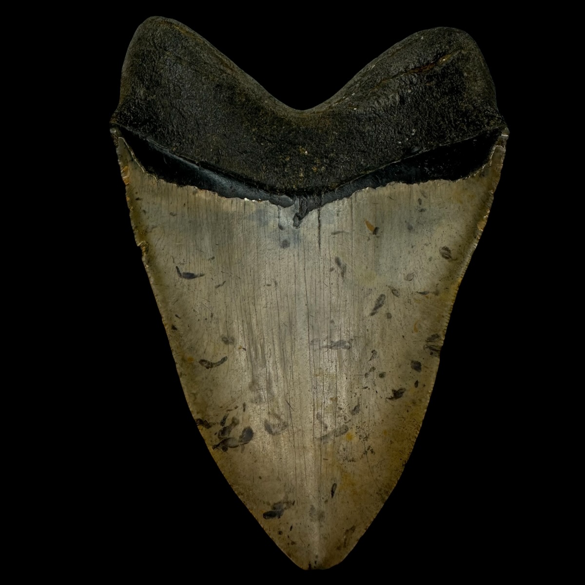 5.81" Megalodon Tooth Fossil - Image 2