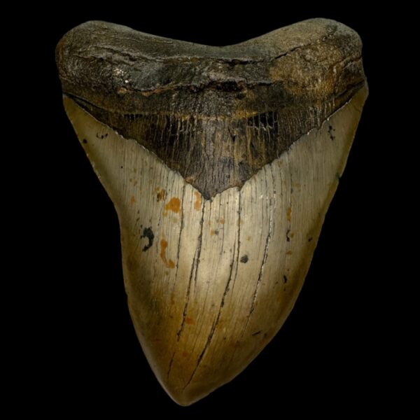 5.73" Megalodon Tooth Fossil