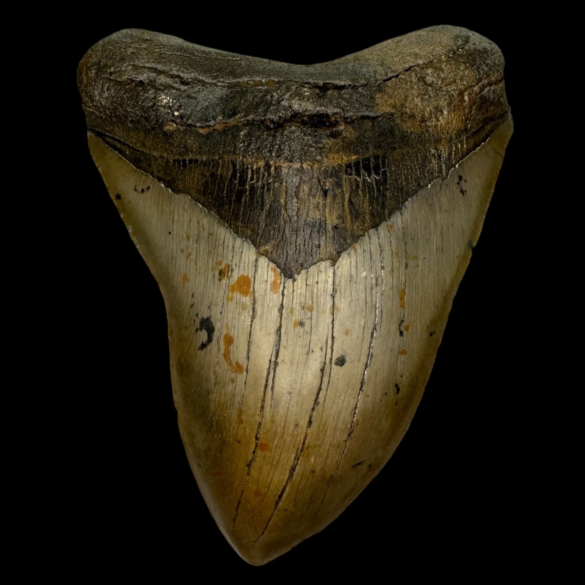 5.73" Megalodon Tooth Fossil