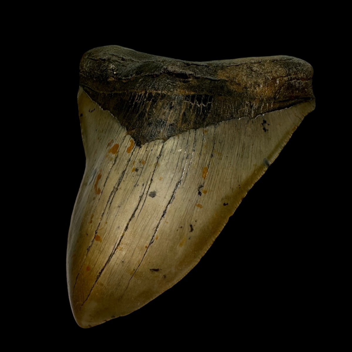 5.73" Megalodon Tooth Fossil - Image 3