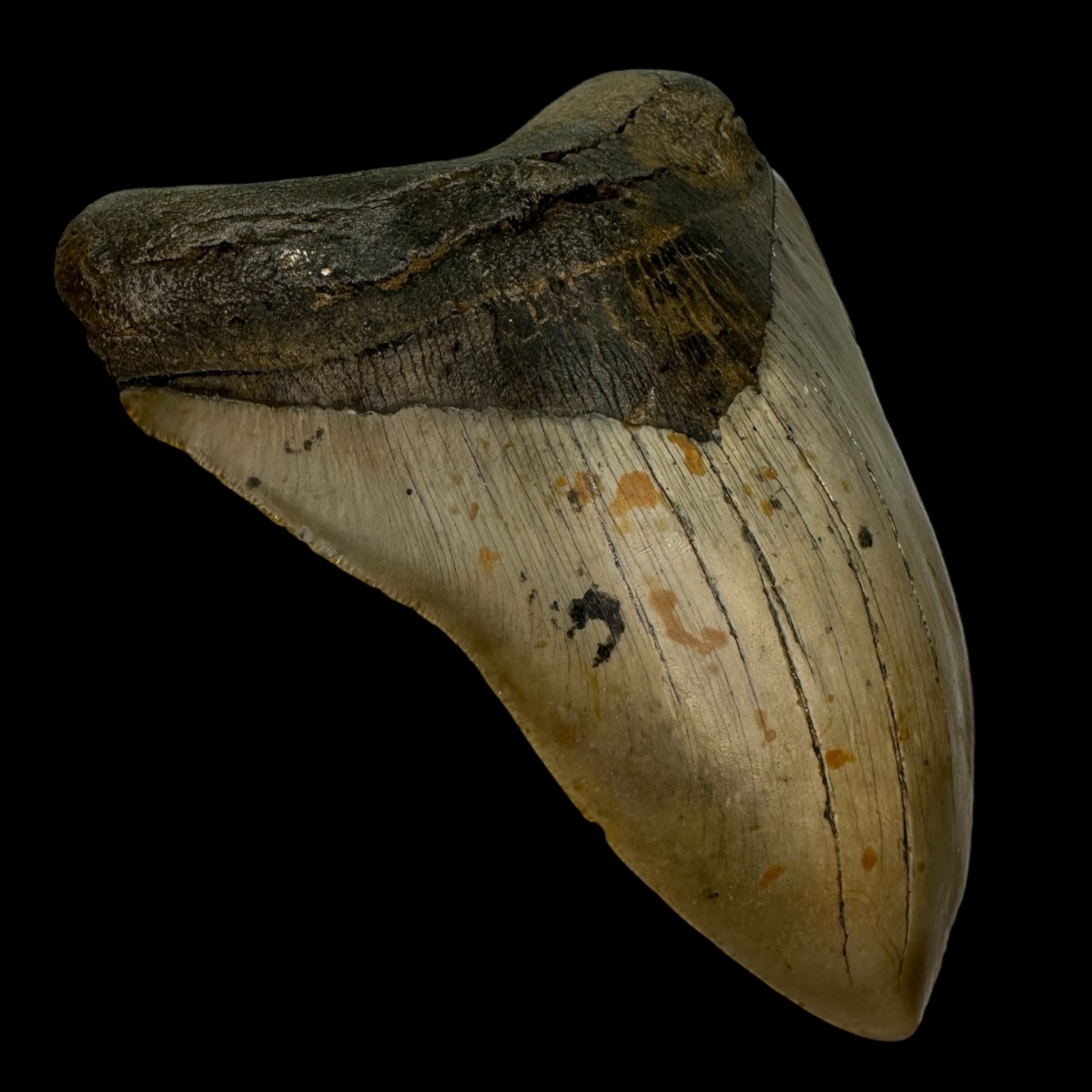 5.73" Megalodon Tooth Fossil - Image 4