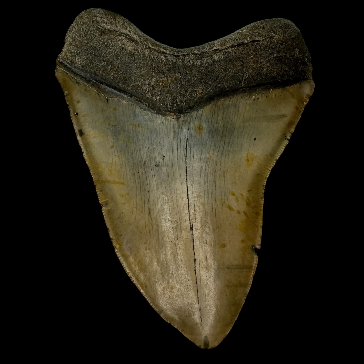 5.73" Megalodon Tooth Fossil - Image 2