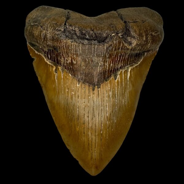5.58" Serrated Megalodon Tooth Fossil