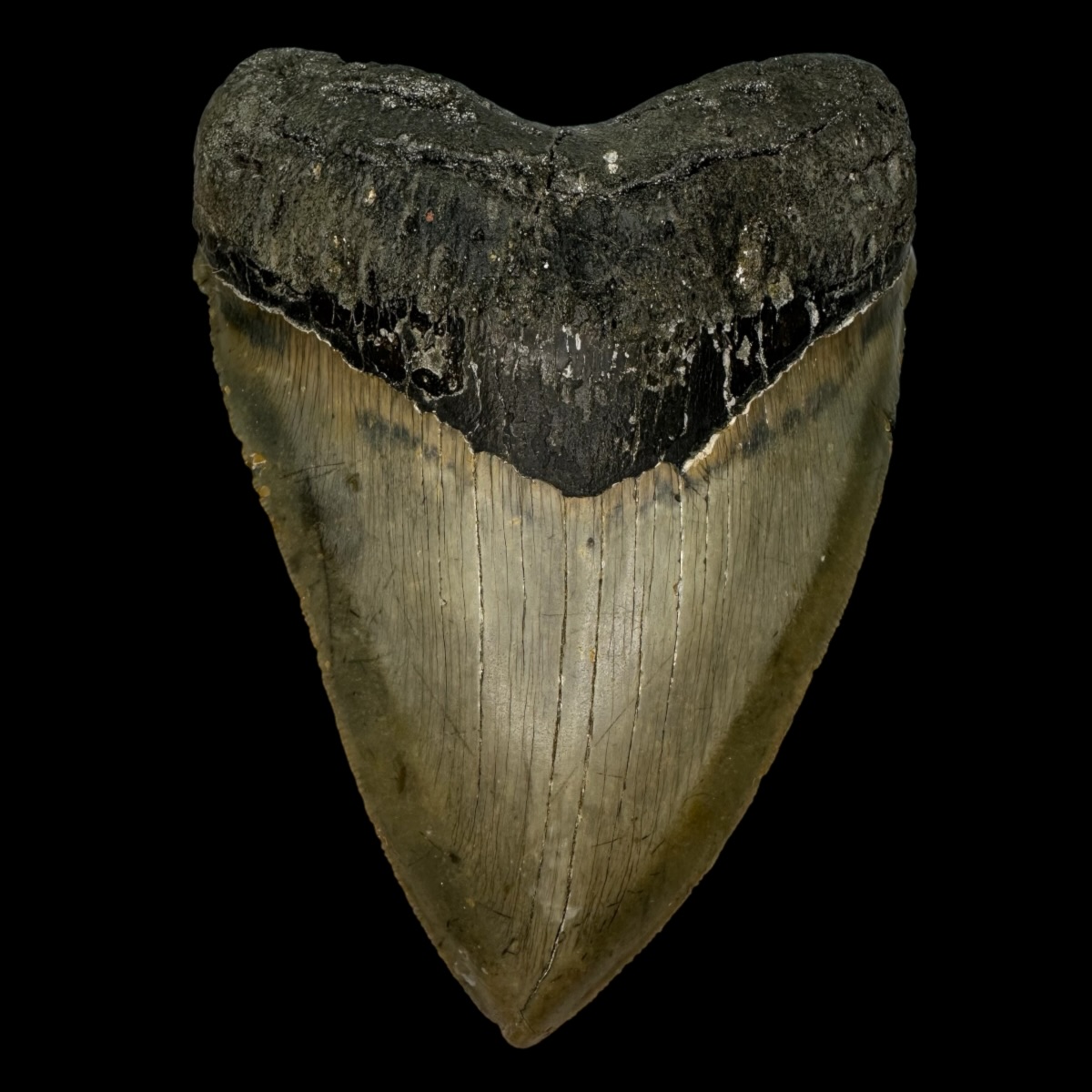 5.53" Serrated Megalodon Tooth Fossil
