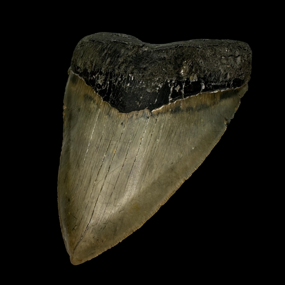 5.53" Serrated Megalodon Tooth Fossil - Image 3