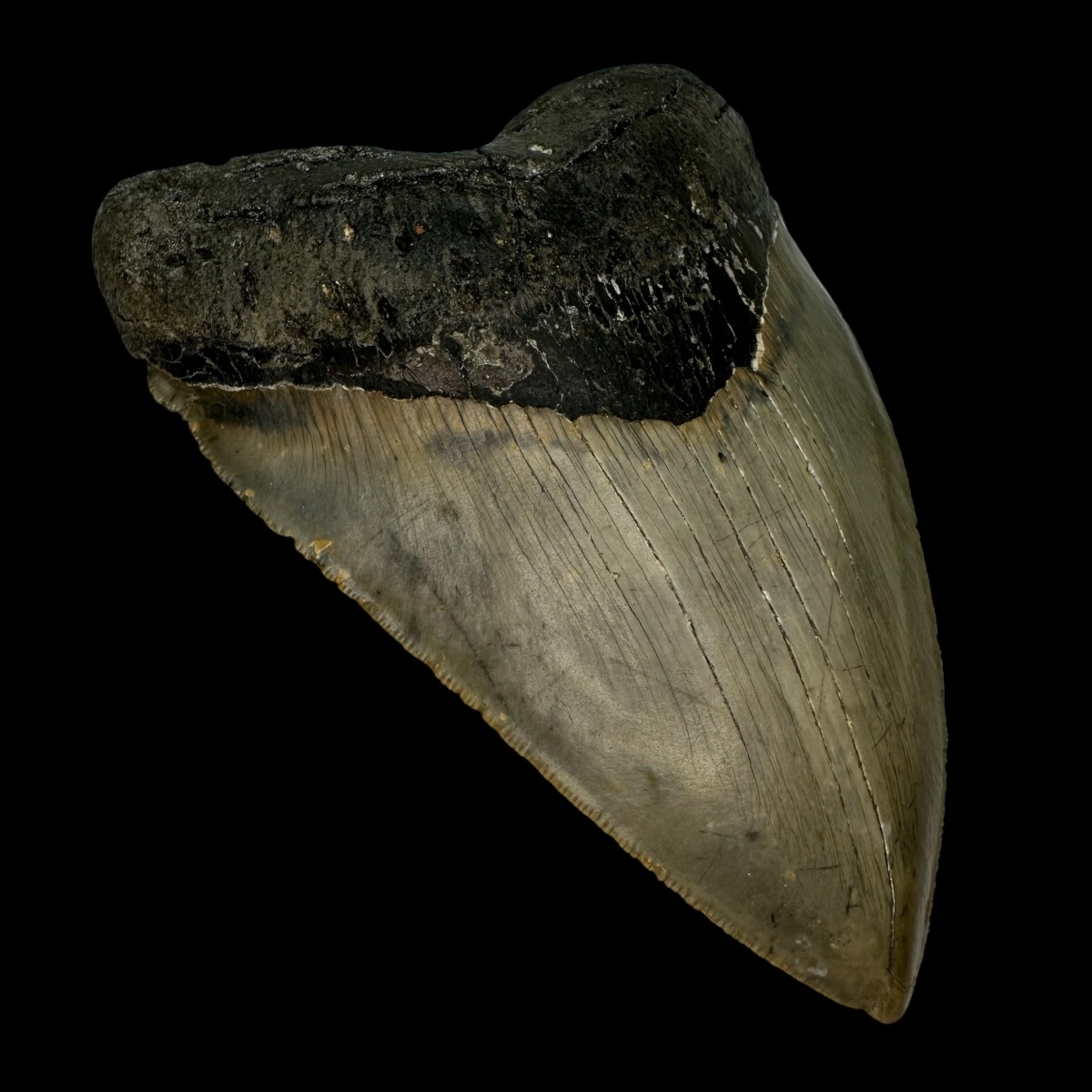 5.53" Serrated Megalodon Tooth Fossil - Image 4