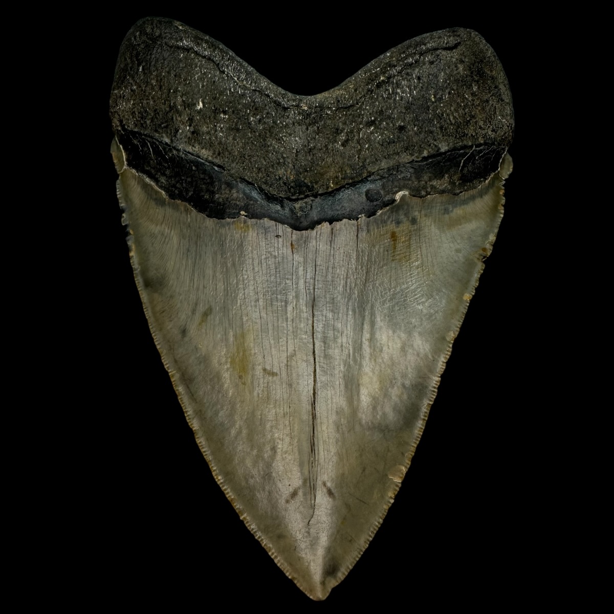 5.53" Serrated Megalodon Tooth Fossil - Image 2