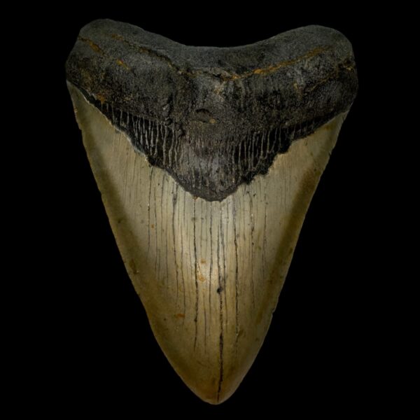 4.87" Megalodon Tooth Fossil