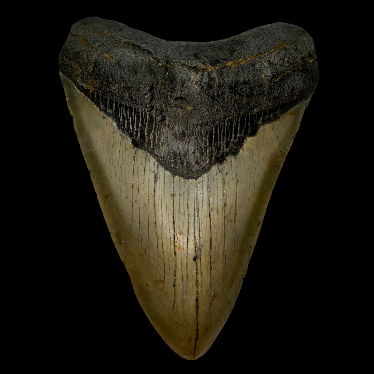 4.87" Megalodon Tooth Fossil