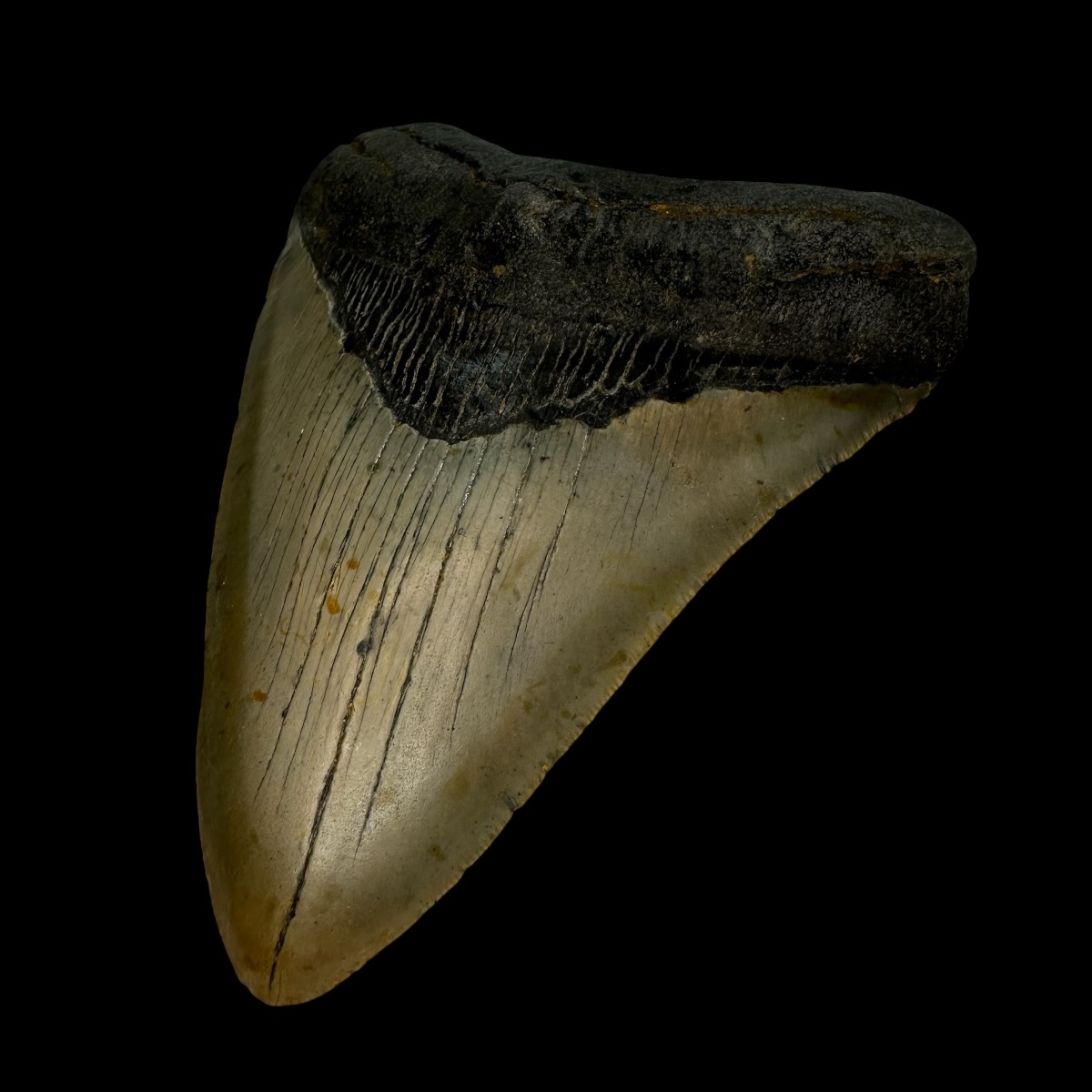 4.87" Megalodon Tooth Fossil - Image 3