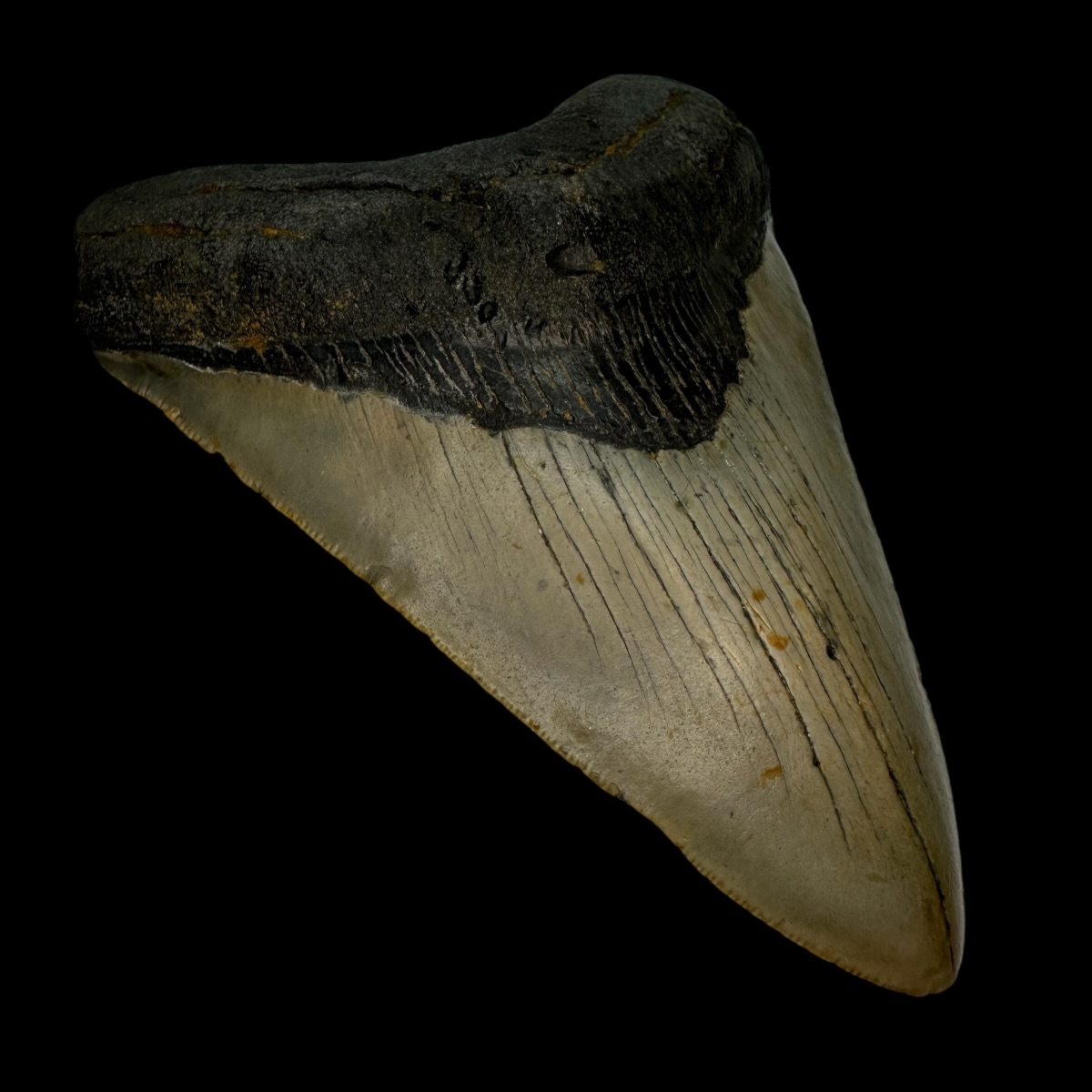 4.87" Megalodon Tooth Fossil - Image 4