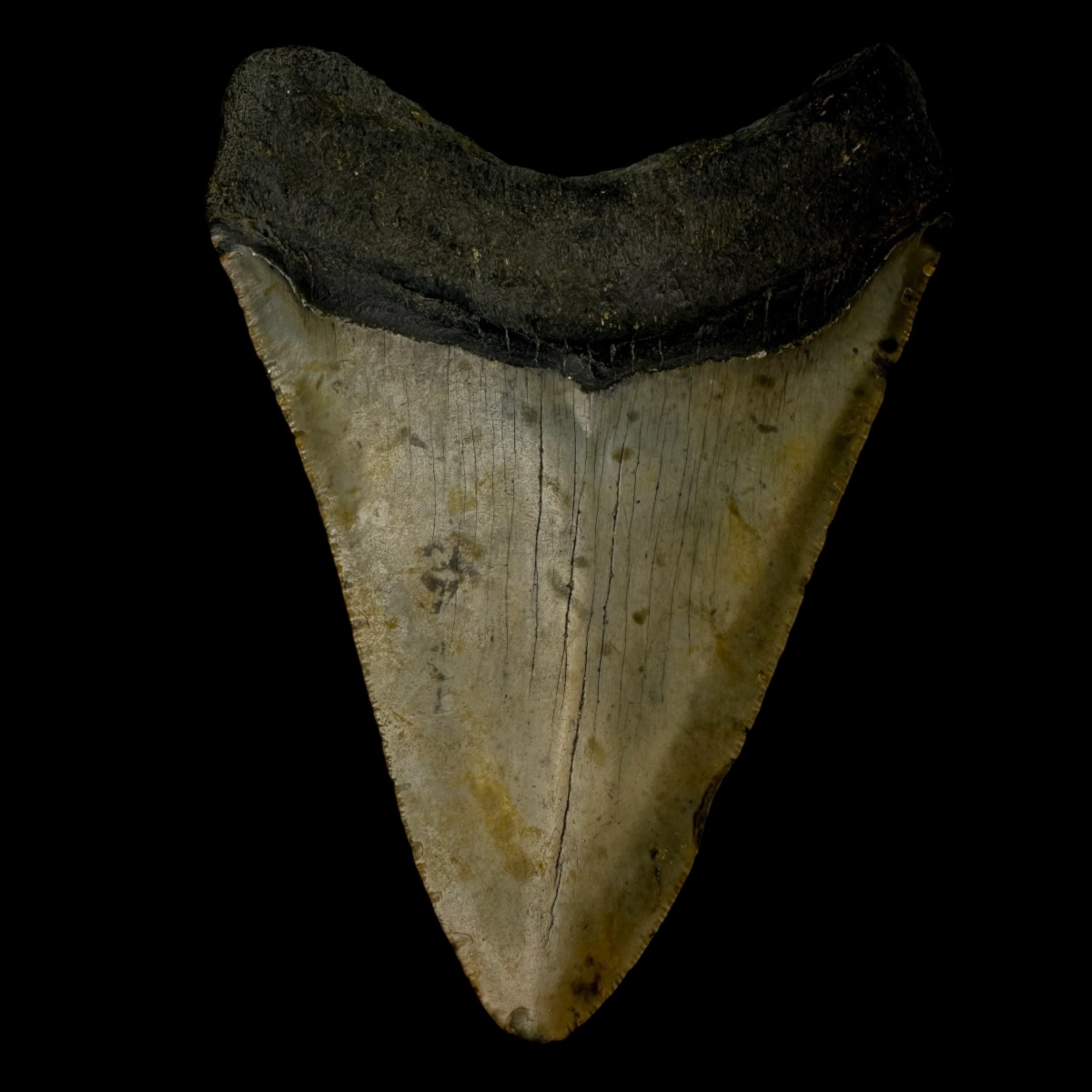 4.87" Megalodon Tooth Fossil - Image 2