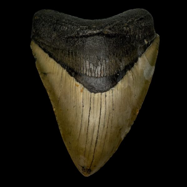 4.87" Megalodon Tooth Fossil