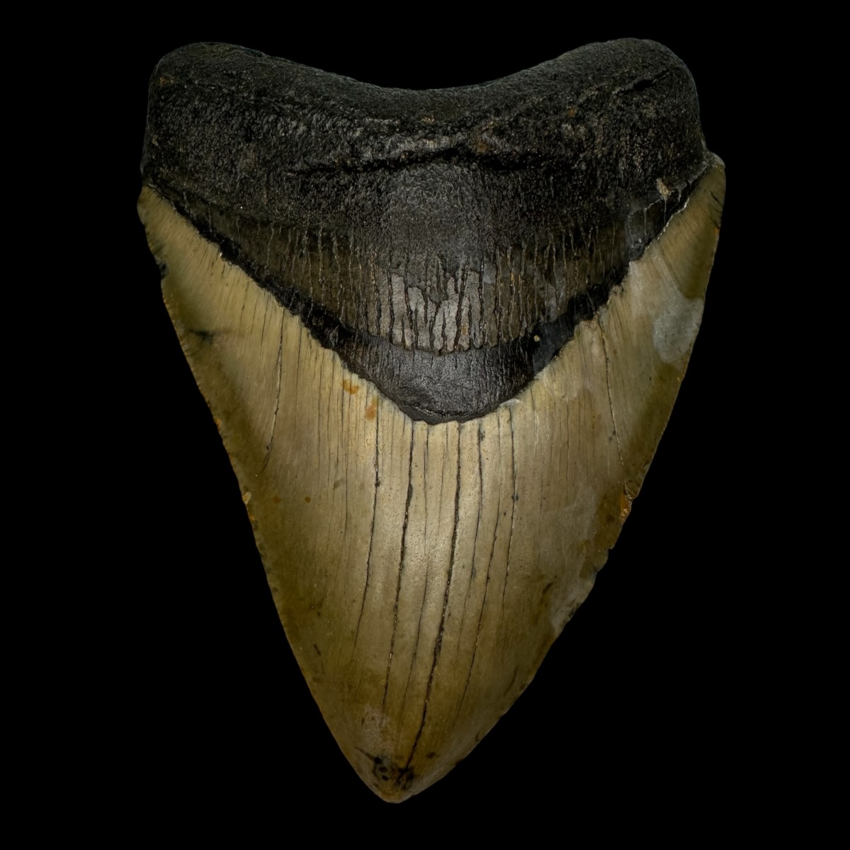 4.87" Megalodon Tooth Fossil