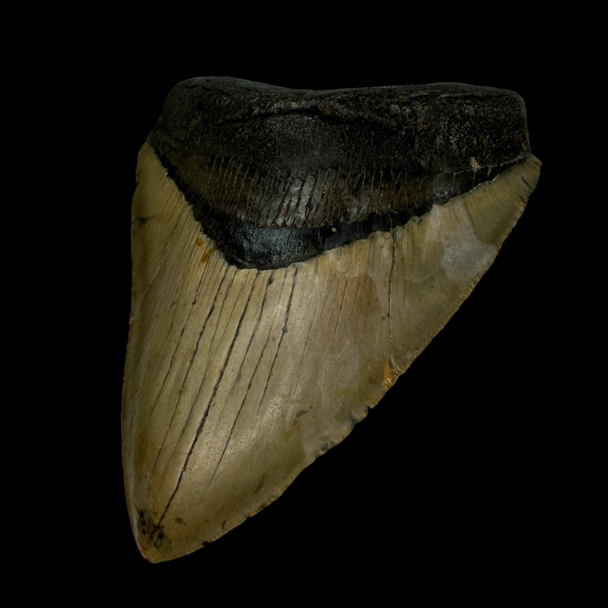 4.87" Megalodon Tooth Fossil - Image 3