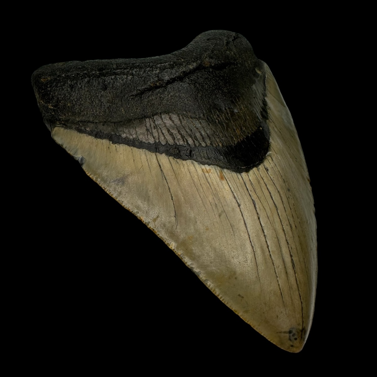 4.87" Megalodon Tooth Fossil - Image 4