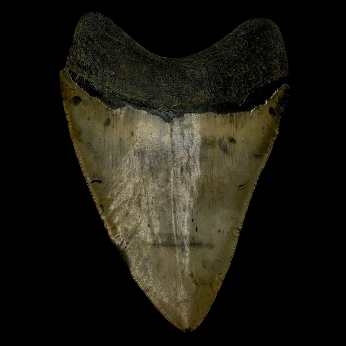 4.87" Megalodon Tooth Fossil - Image 2