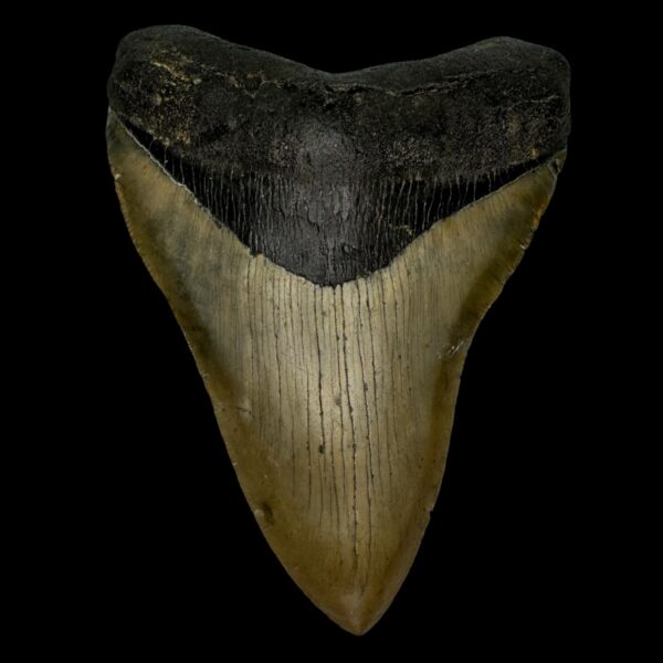 4.96" Serrated Megalodon Tooth Fossil
