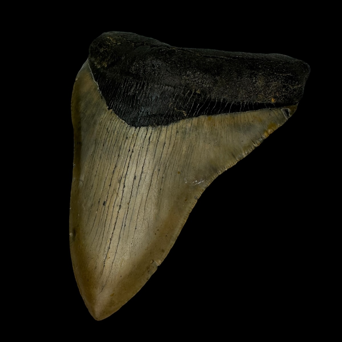 4.96" Serrated Megalodon Tooth Fossil - Image 3