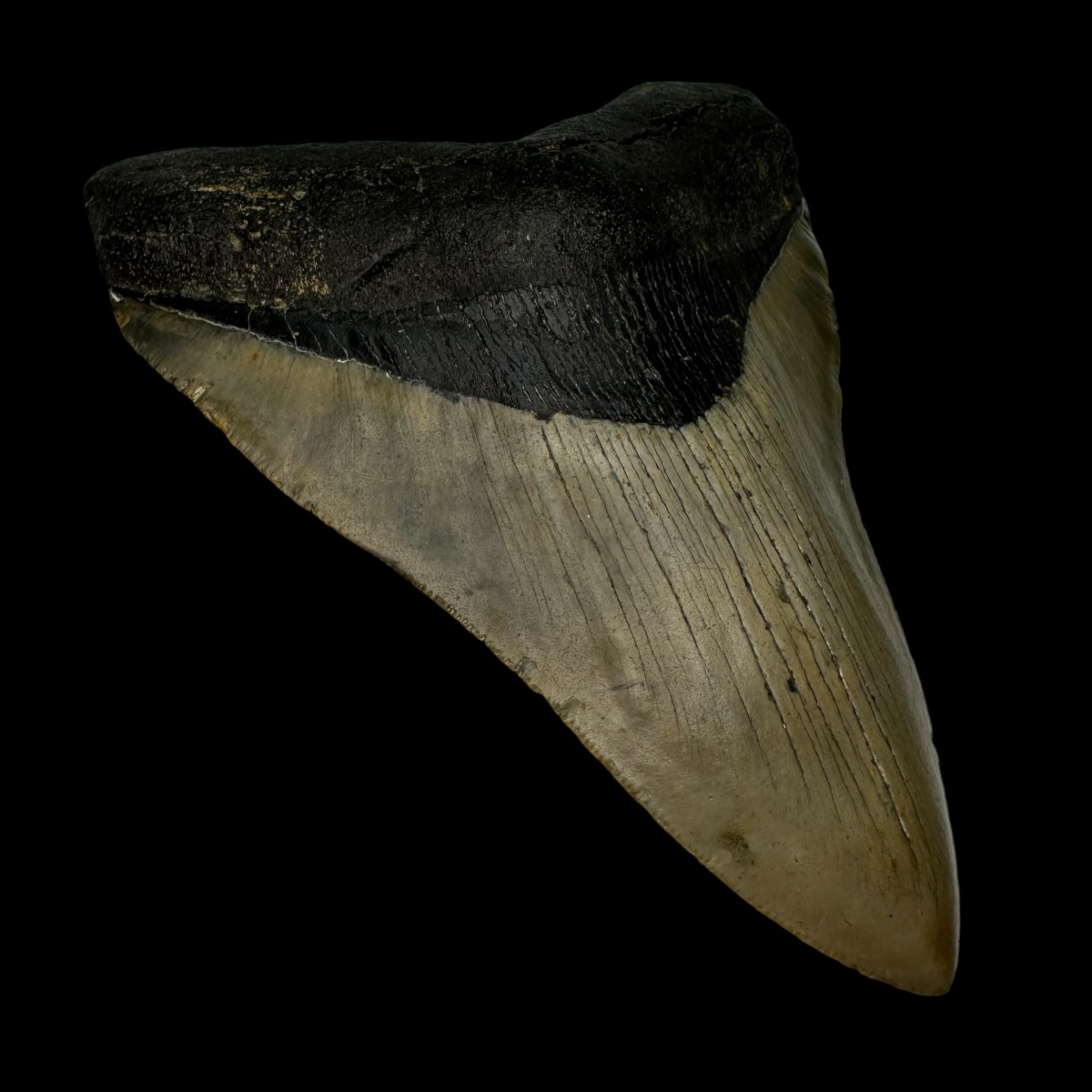 4.96" Serrated Megalodon Tooth Fossil - Image 4