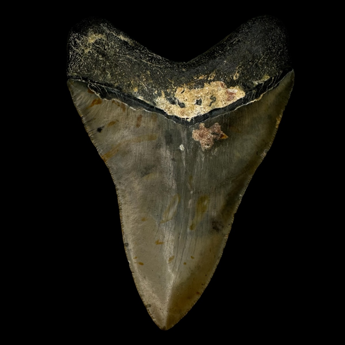 4.96" Serrated Megalodon Tooth Fossil - Image 2