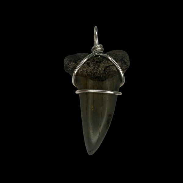 1.79" Mako Tooth Pendant