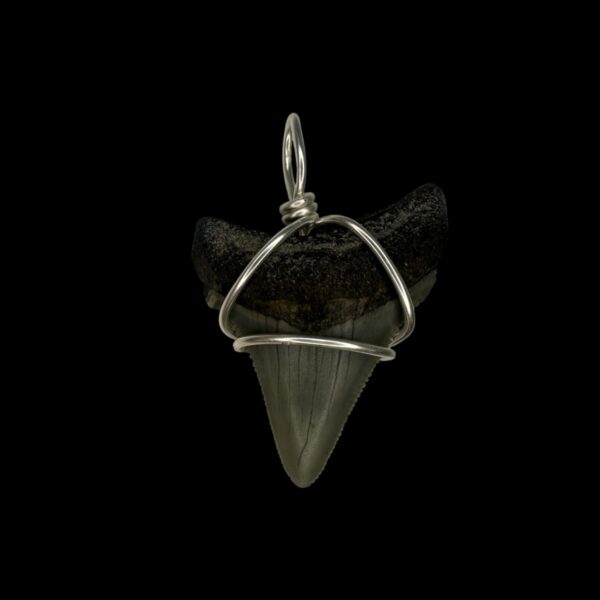 1.62" Megalodon Tooth Pendant